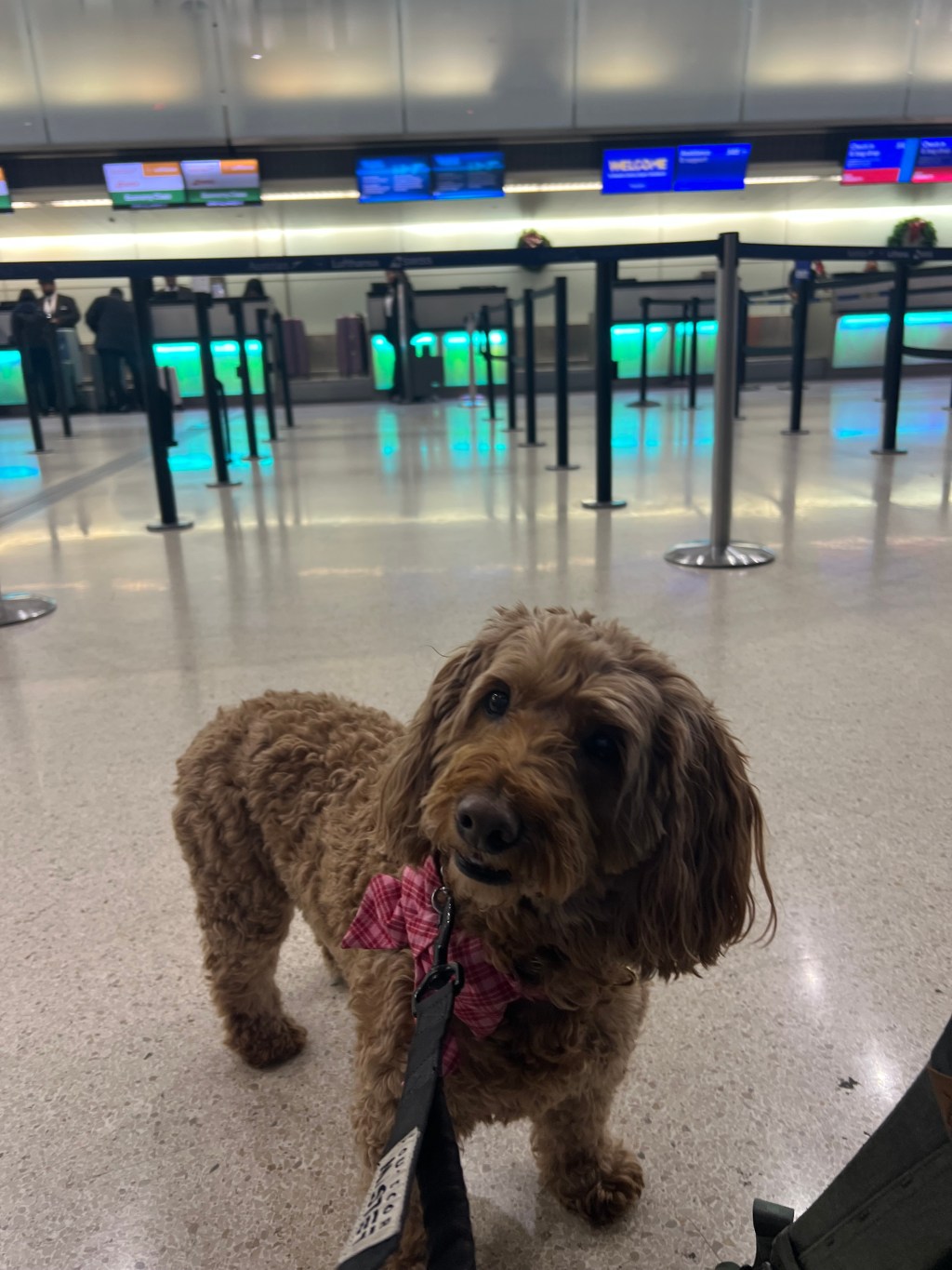 Let the gallivanting commence!